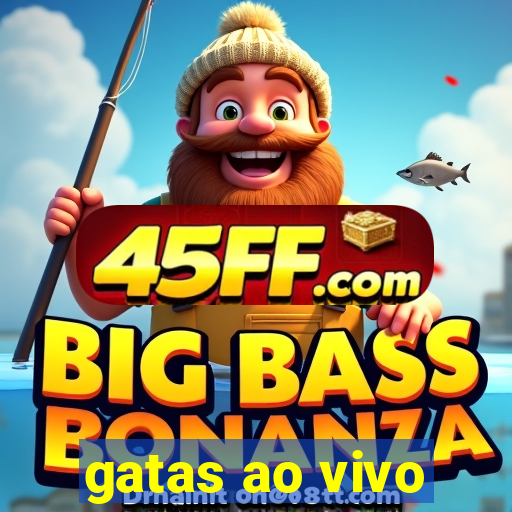 gatas ao vivo